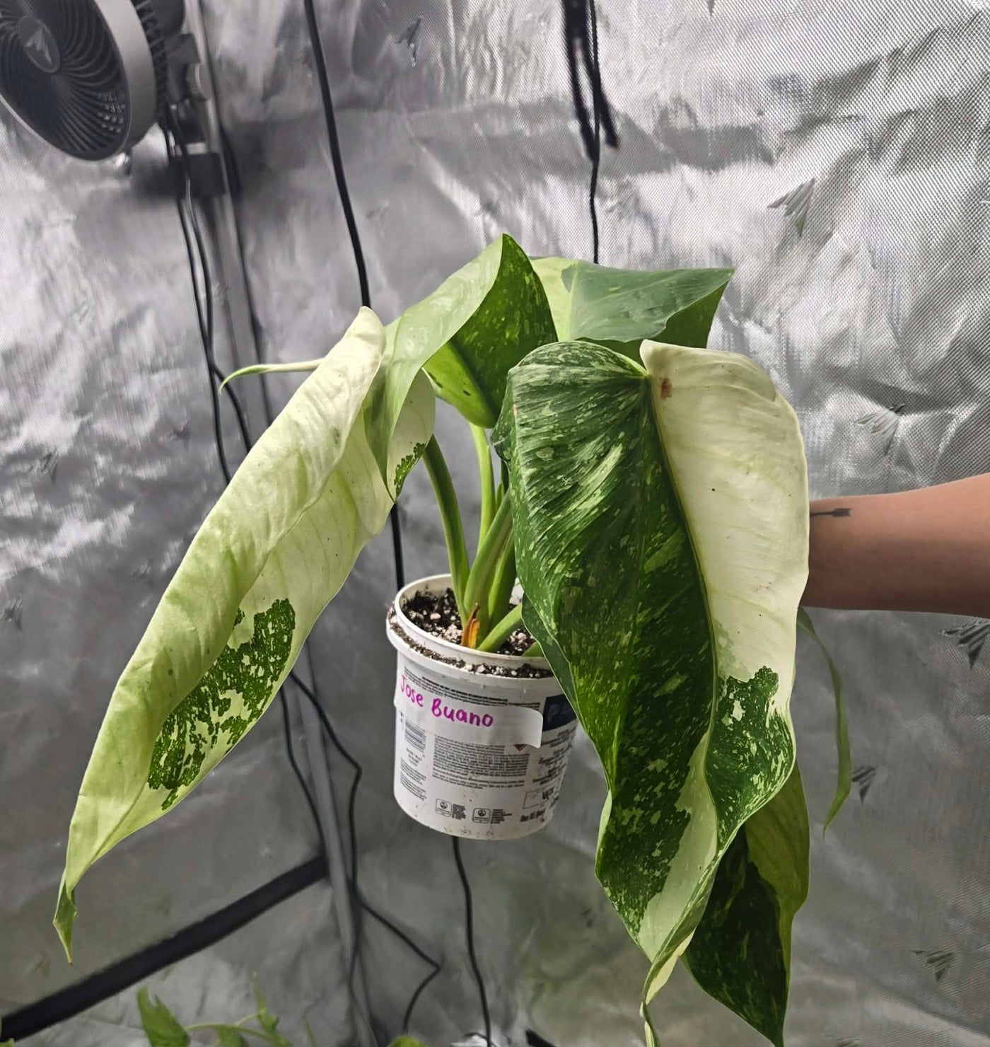 Philodendron Jose Buano Sélection 01