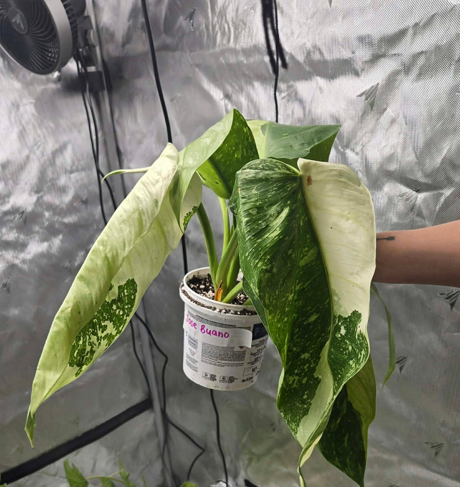 Philodendron Jose Buano Sélection 01