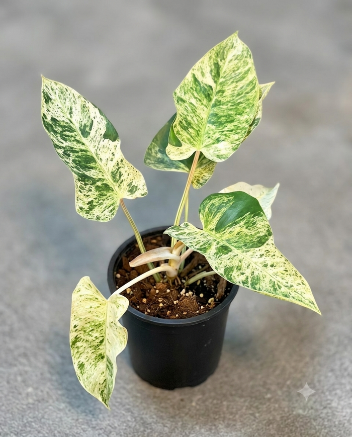 Philodendron Emerald Ice — Sélection 01